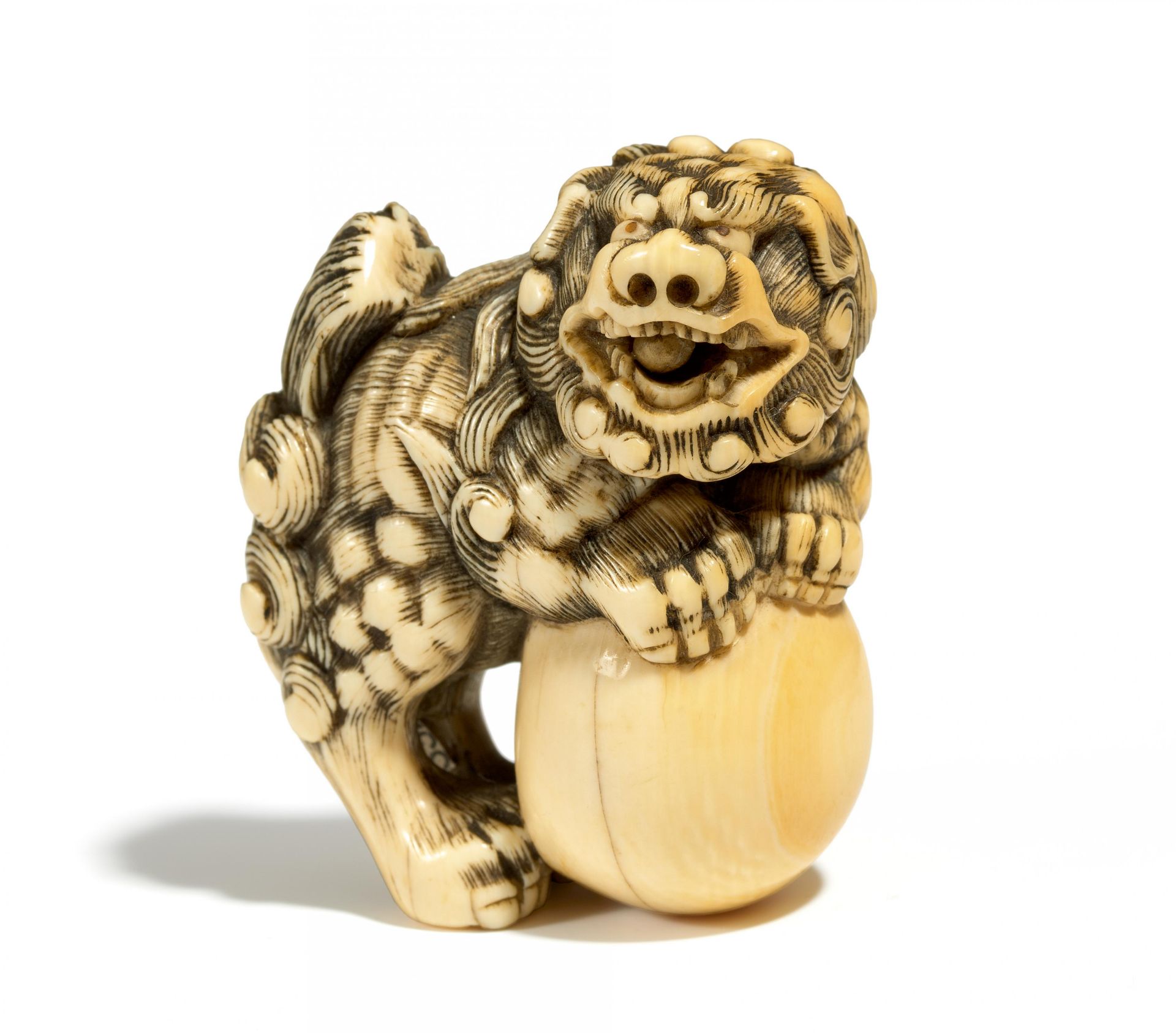 NETSUKE: GROßER SHISHI. Japan. Edo-Zeit. Spätes 18. Jh. Kyôto-Schule. Elfenbein mit fein