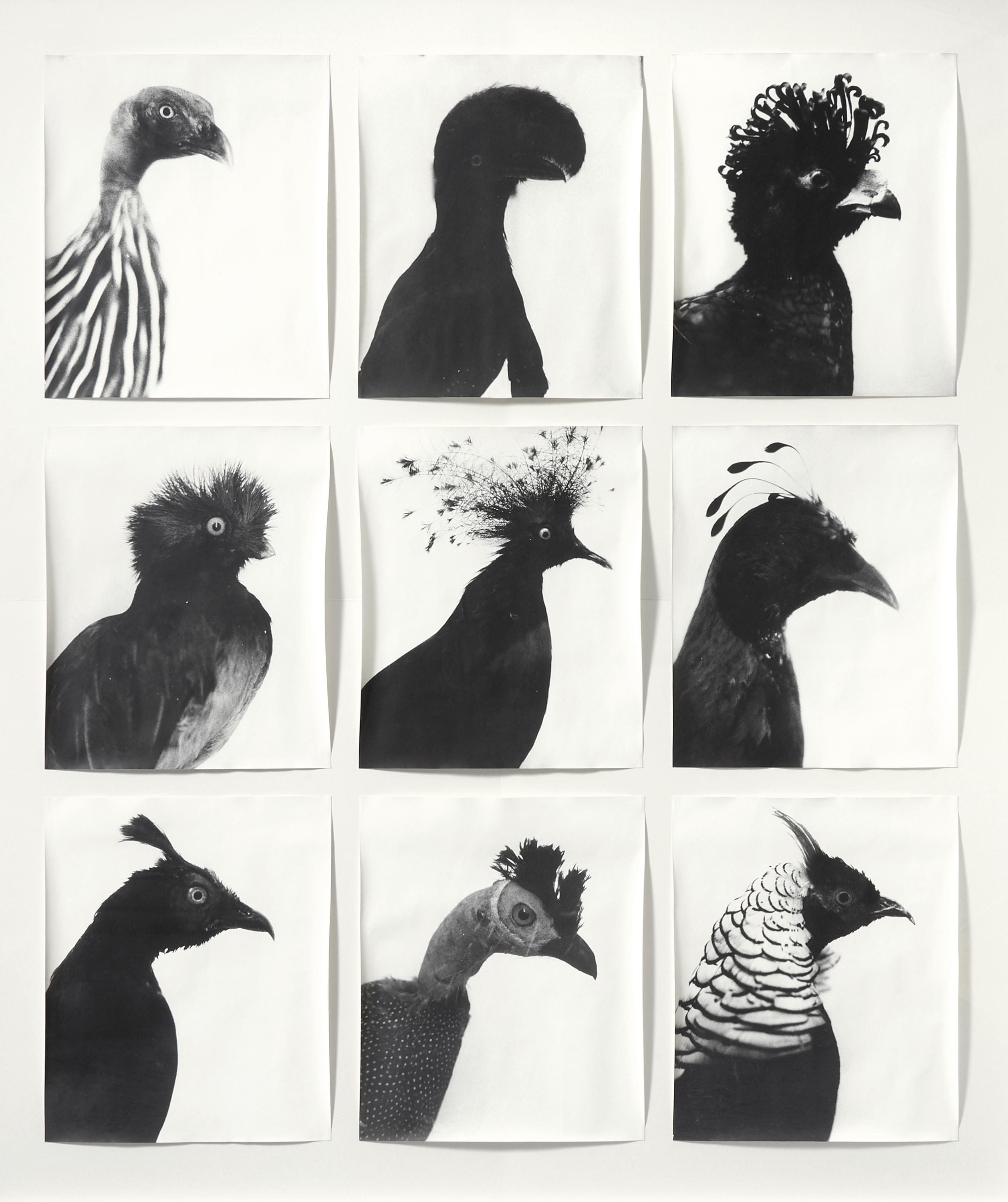 Lempert, Jochen 1958 Moers Oiseaux - Vögel (9-teilige Serie). 1997-99. Gelatinesilberabzüge auf