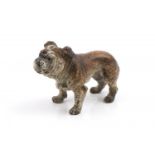 Weens bronsje bulldog Weense koud beschilderd bronzen sculptuur met voorstelling van bulldog,