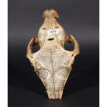 Engraved bovine skull, South America, l. 28 cm. 27.00 % buyer's premium on the hammer price, VAT