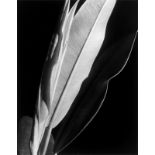 Imogen Cunningham (Portland/Oregon 1883 – 1976 San Francisco) Rubber Plant. Vor 1929