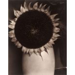 Edward Steichen (Bivange, Luxemburg 1879 – 1973 West Redding, Connecticut) Sunflower in a White