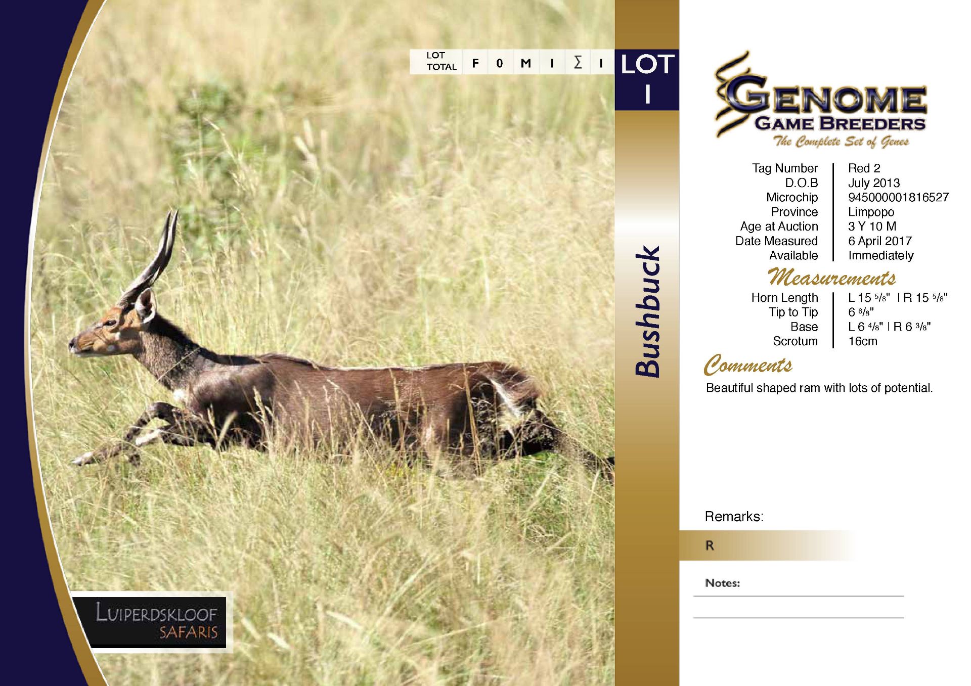 Bushbuck Ram