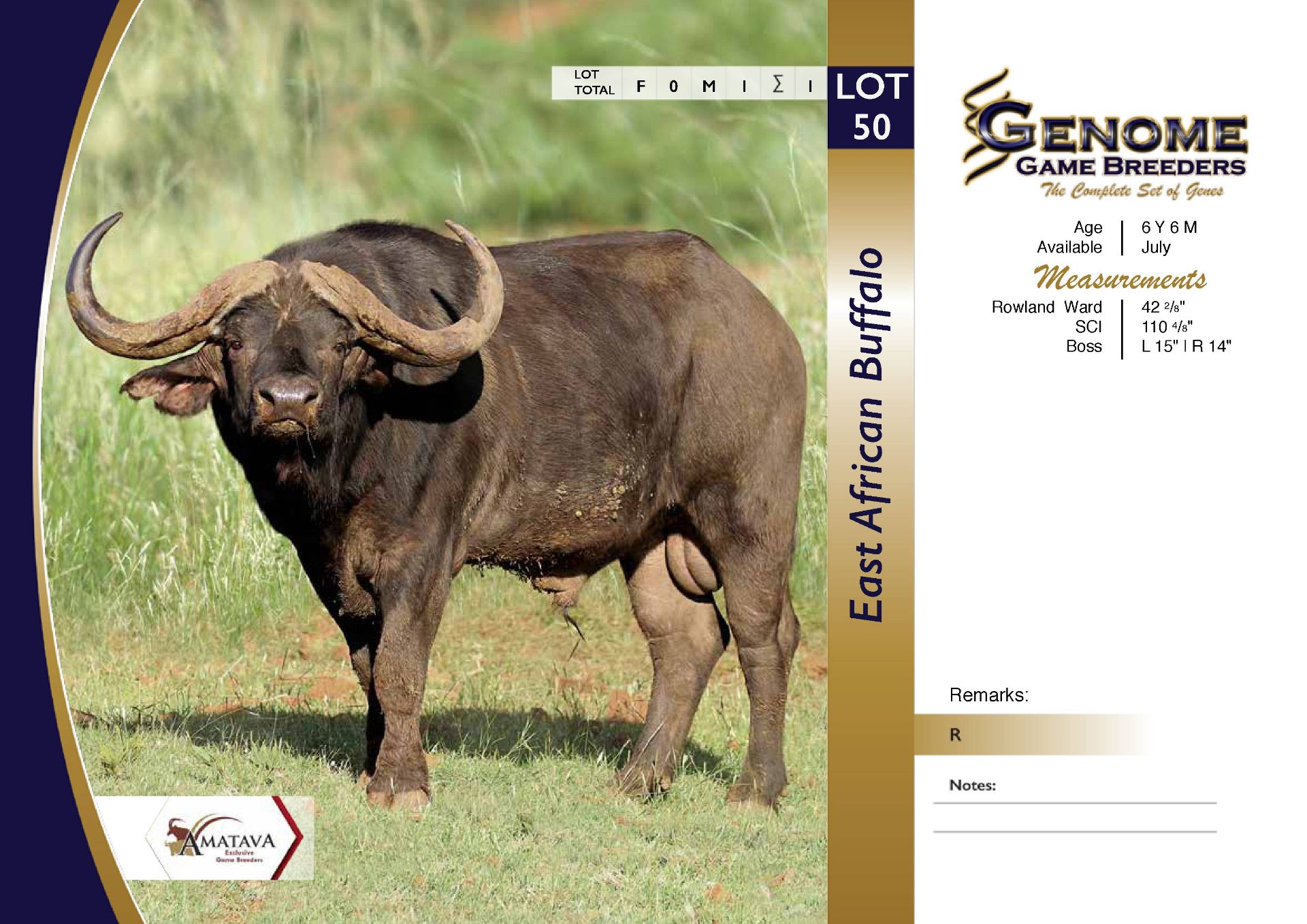 East African Buffalo Bull