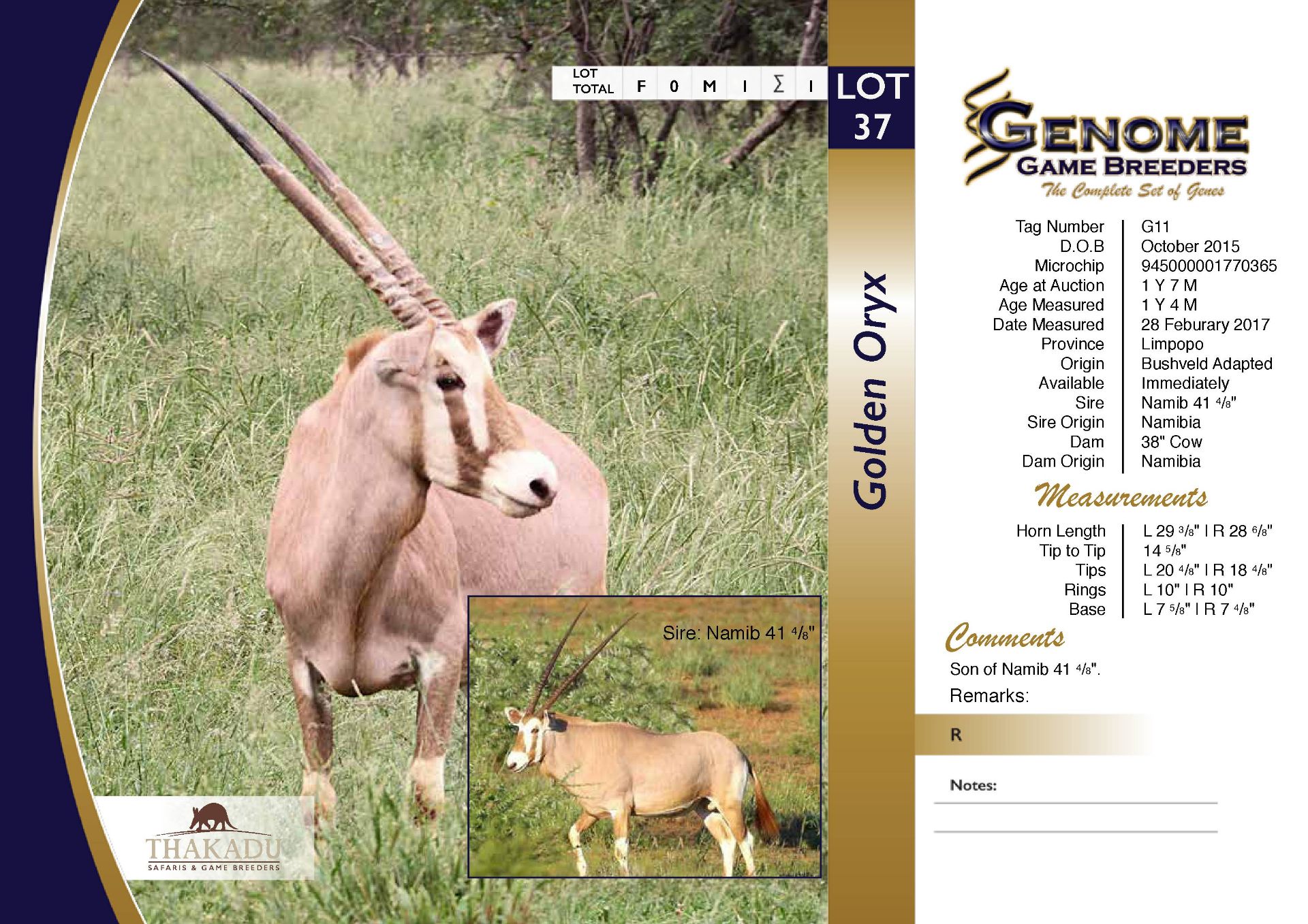 Golden Oryx Bull