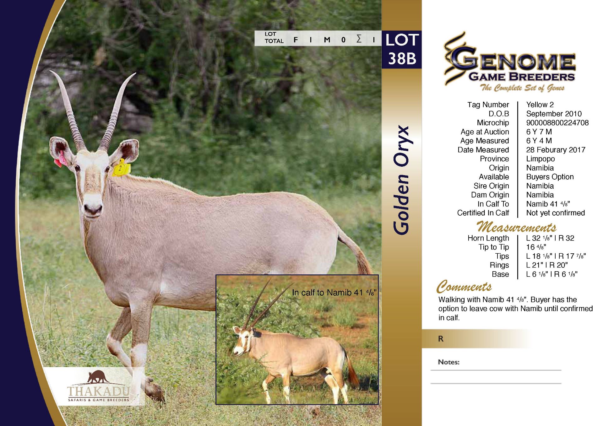 Golden Oryx Cow in Calf