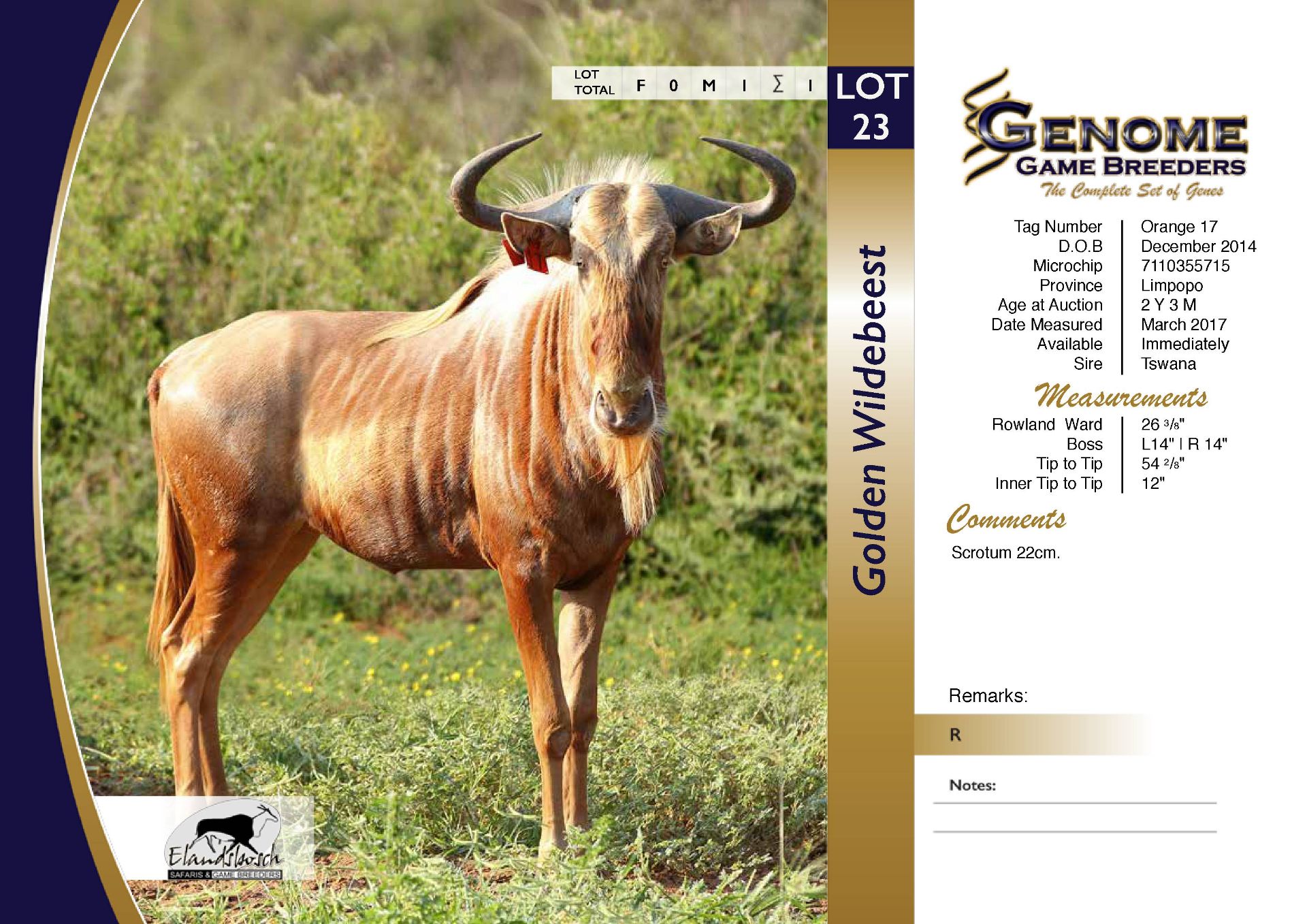 Golden Wildebeest Bull