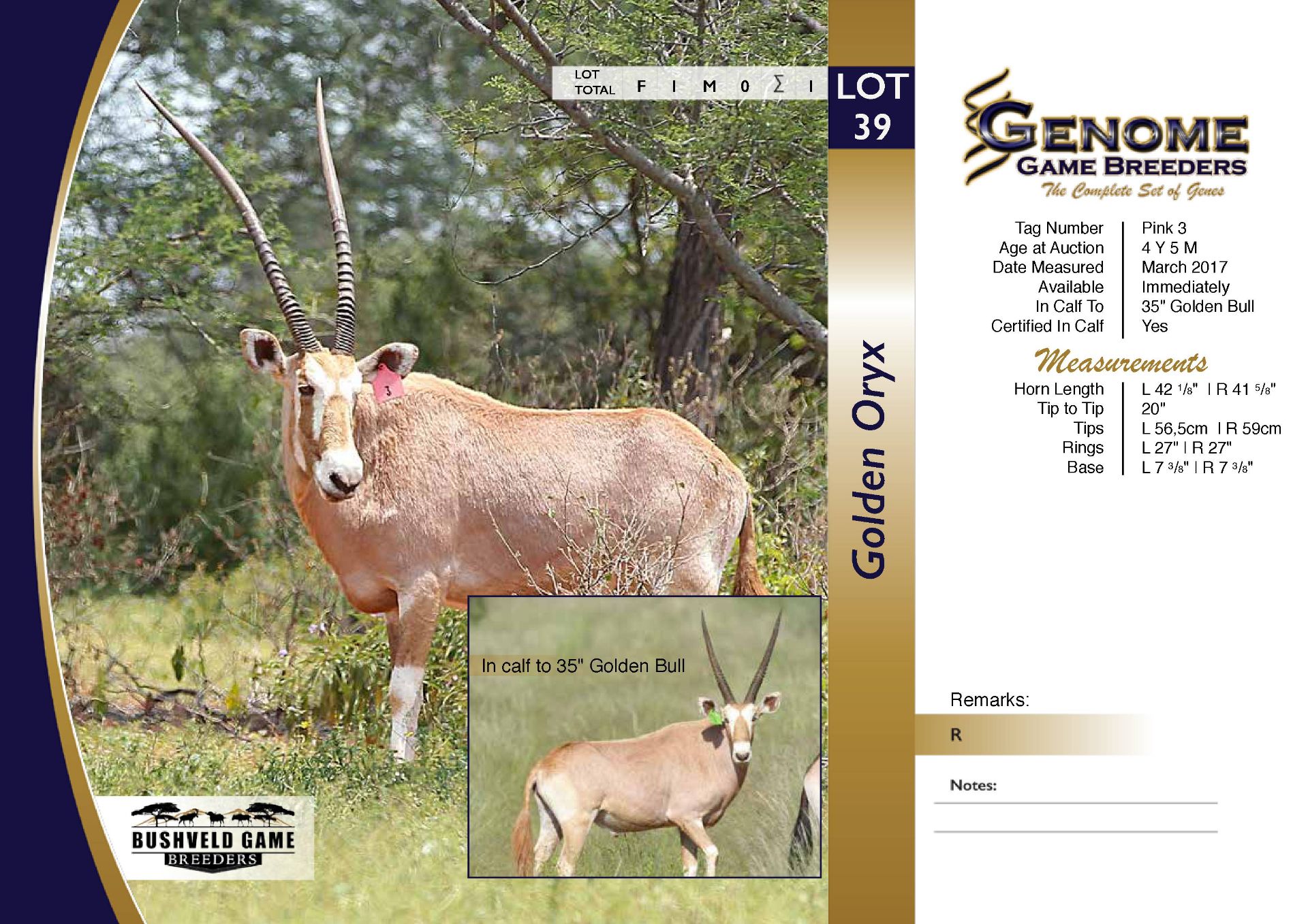 Golden Oryx Cow in Calf
