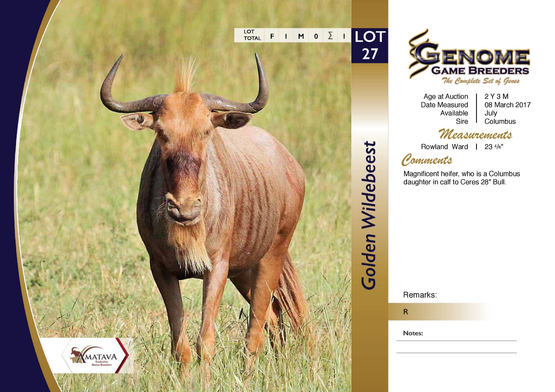 Golden Wildebeest Heifer in Calf