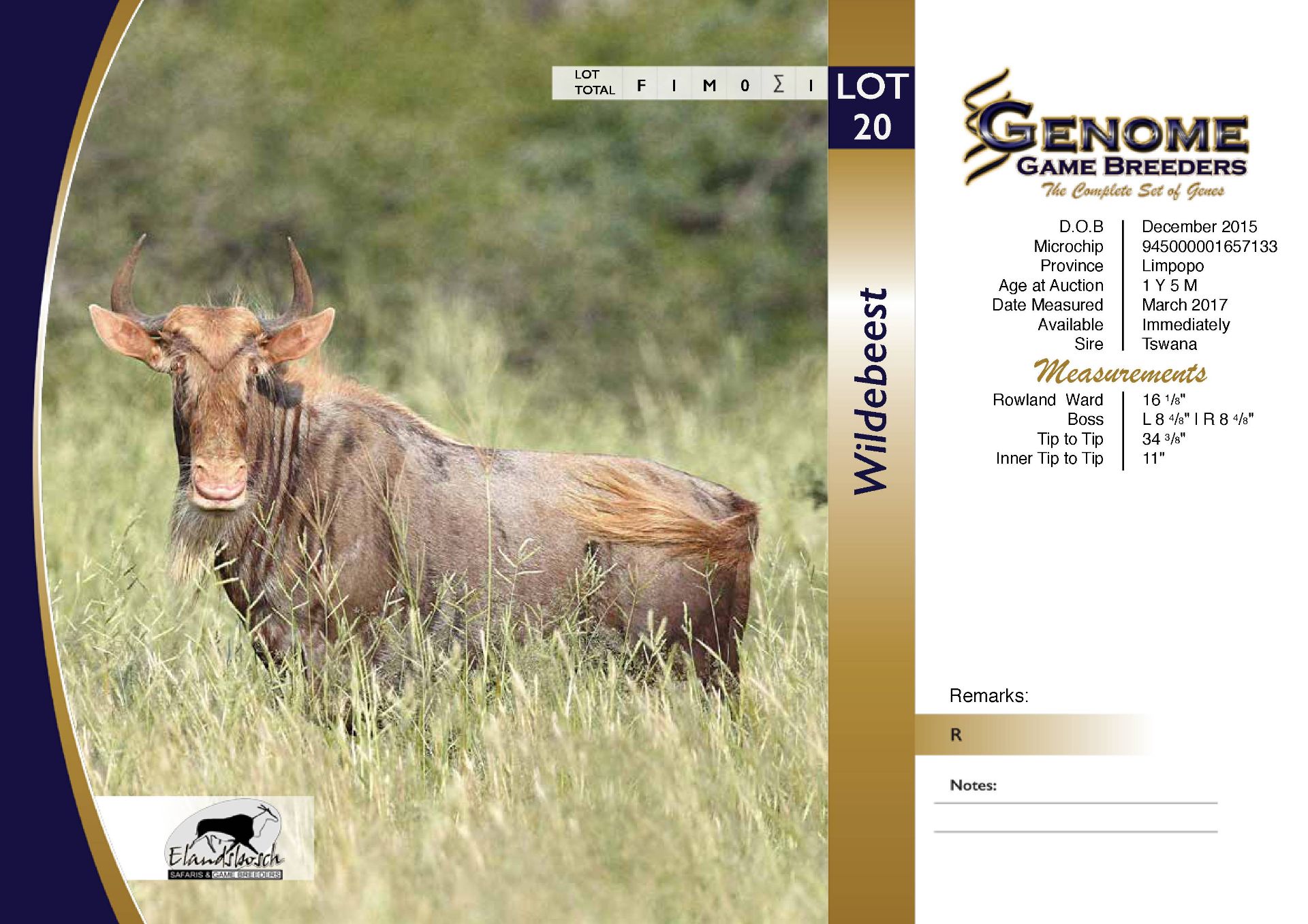 Golden Wildebeest Bull