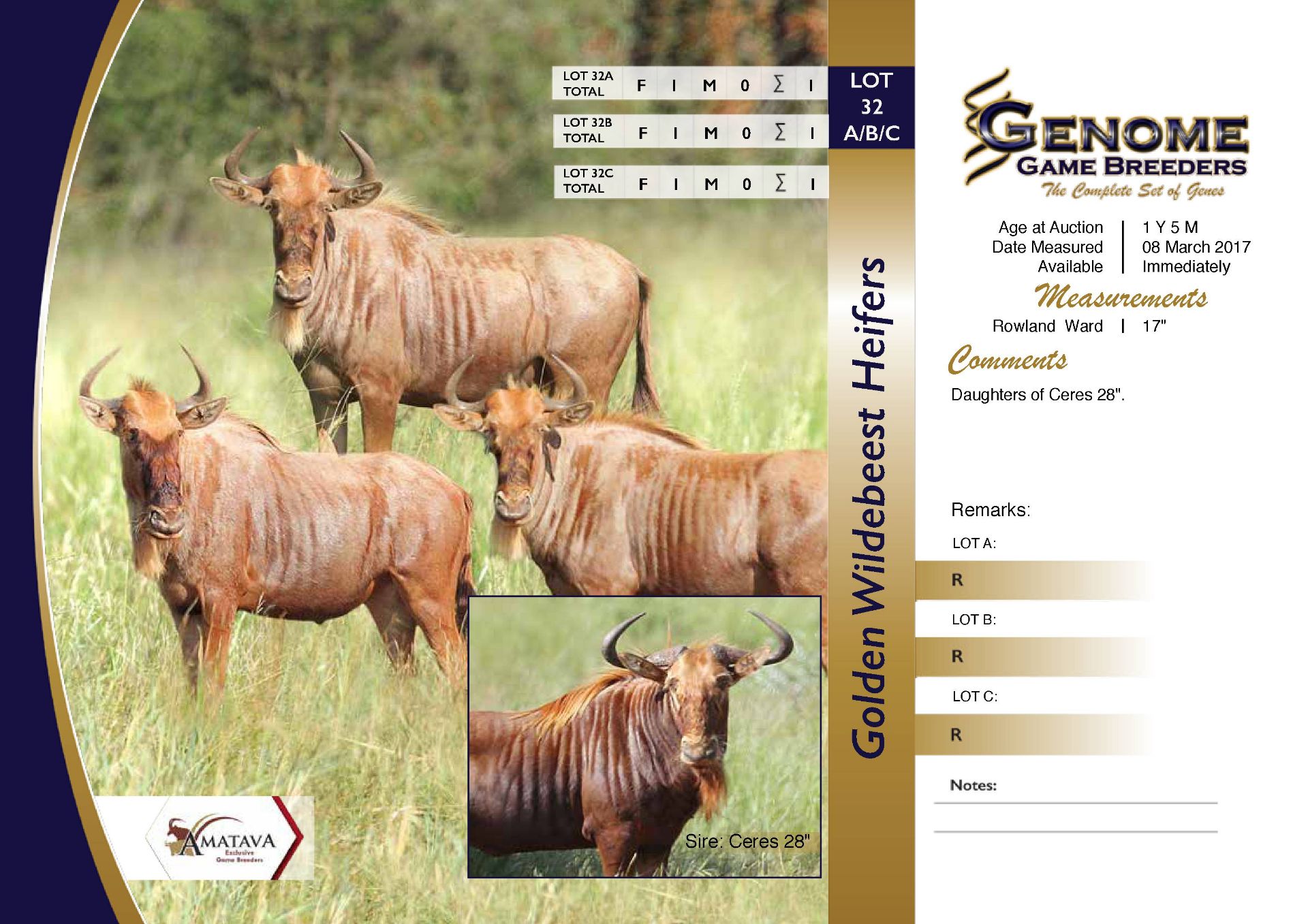 Golden Wildebeest Heifer