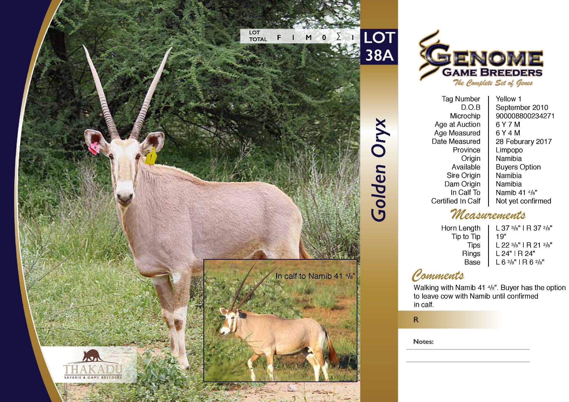 Golden Oryx Cow in Calf