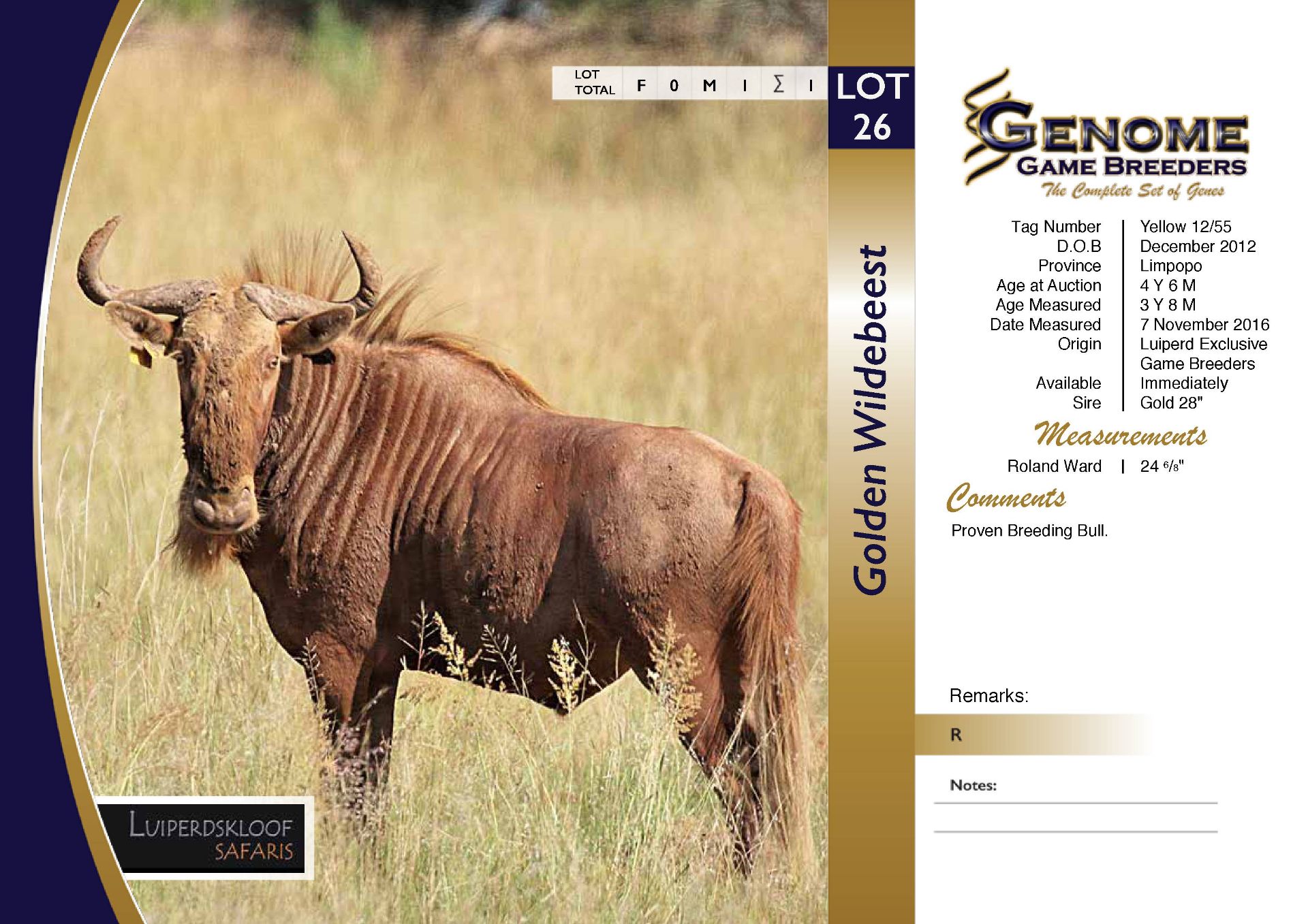 Golden Wildebeest Bull