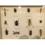 Framed collection of genuine insects including locust