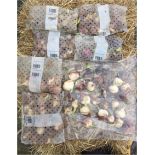 Assorted bulbs