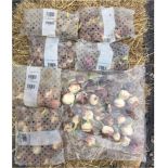 Assorted bulbs