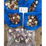 Box of 7 bags of 30 mixed bulbs