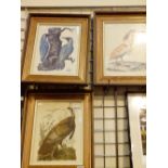 Three Audubon framed prints of birds