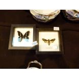 Framed butterflies Swallowtail and Deaths Head moth