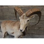 A Mid Century taxidermy mountain goat stood on a bed of rock H: 101 cm