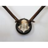 Mid Century set of German deer antlers mounted on a circular oak painted plaque H : 86 W : 76 cm