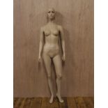 Mid Century fibreglass female mannequin with a bald head H : 18 W : 40 cm