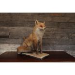 A Mid Century taxidermy fox sat on a grass mount H: 57 cm