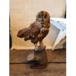 Antique taxidermy owl stood on an oak plinth - a/f H: 40 cm