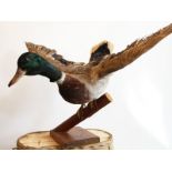 Mid Century taxidermy mallard in flight,