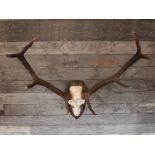 Mid Century set of deer antlers on a fielded mount H : 97 W : 84 cm