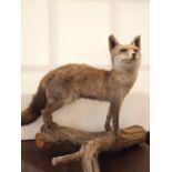 Late 20thC taxidermy fox standing on an oak log