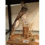 Taxidermy Kestrel mounted on a log