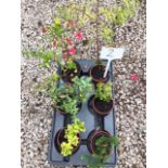 Six mixed mini shrubs (2)