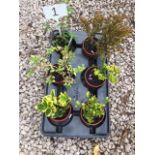 Six mixed mini shrubs (1)