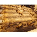 Thirty six pelt fox skin blanket in very good condition