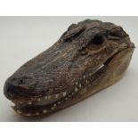 Taxidermy crocodile head L:20cm