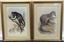 A pair of framed and glazed animal prints. Approx.