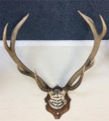 A good pair of antlers mounted on an oak shield. E