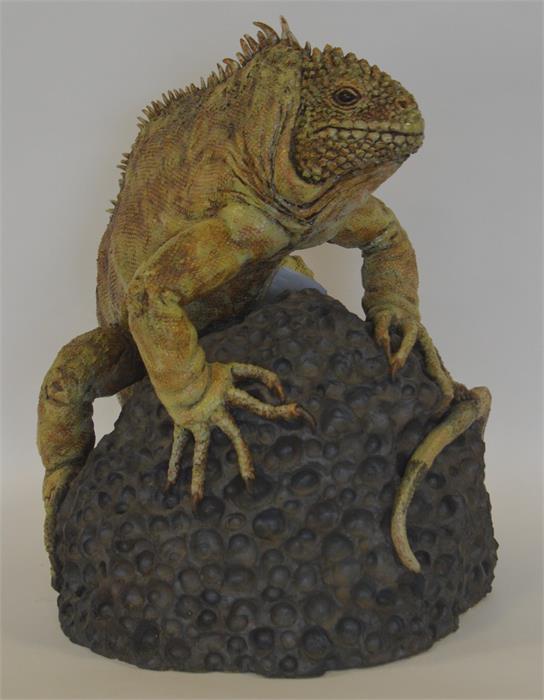 DAVID COOK: A large life size figure of an iguana.