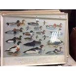 A set of four framed and glazed bird prints.