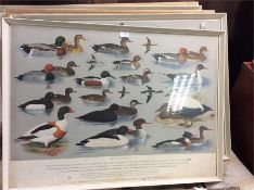 A set of four framed and glazed bird prints.