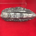 LARGE POLISHED ORTHOCERAS. Nautiloid Fossil.