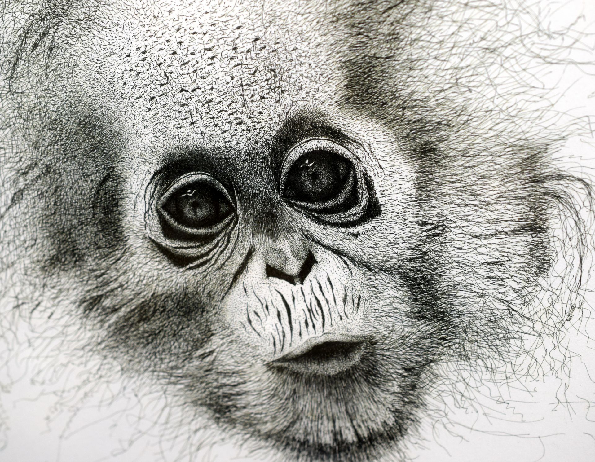 Limited Edition Print 1 of 4 of Baby Chimp by Llanelli Artist Conway Richards. - Image 2 of 3