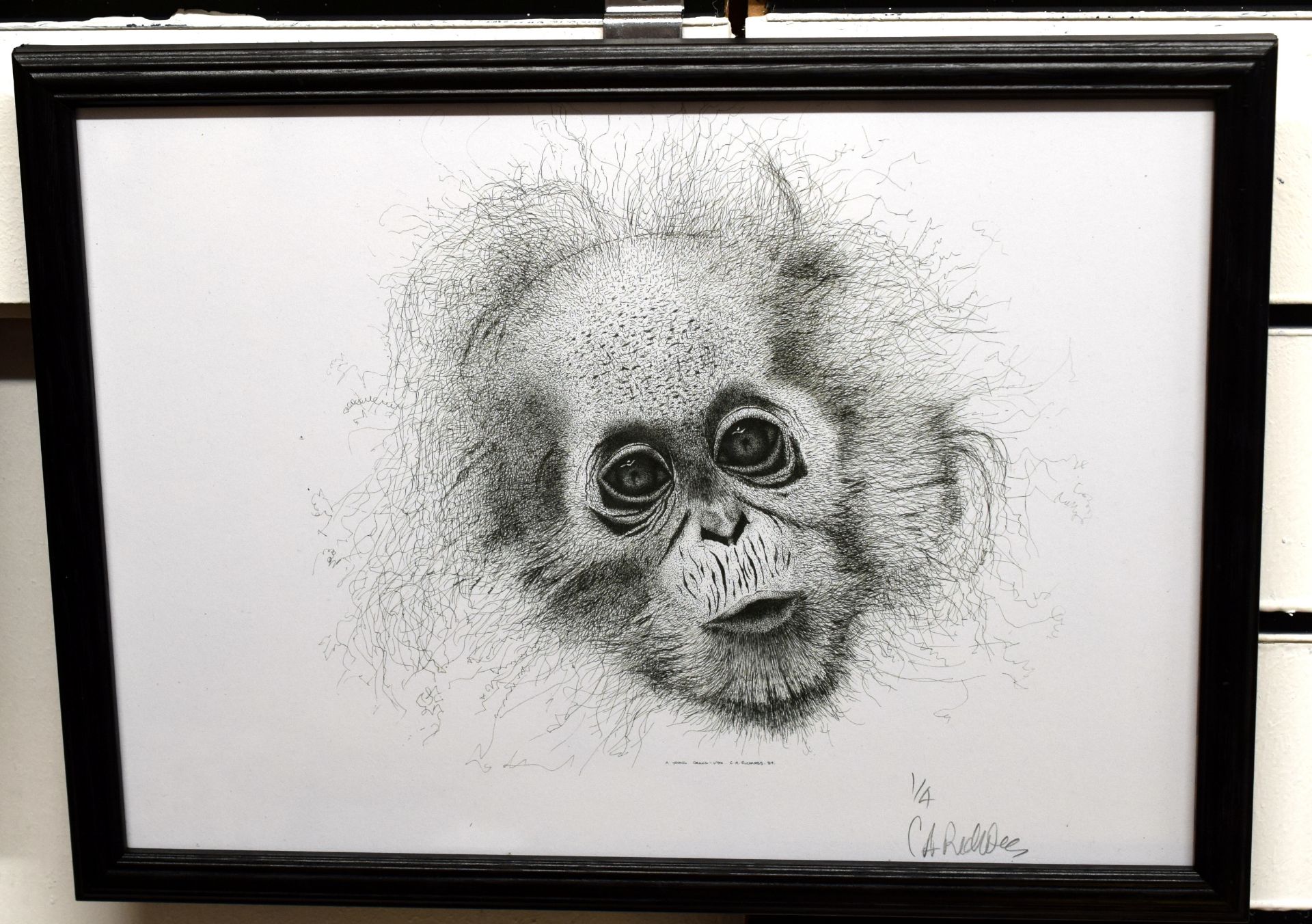 Limited Edition Print 1 of 4 of Baby Chimp by Llanelli Artist Conway Richards.