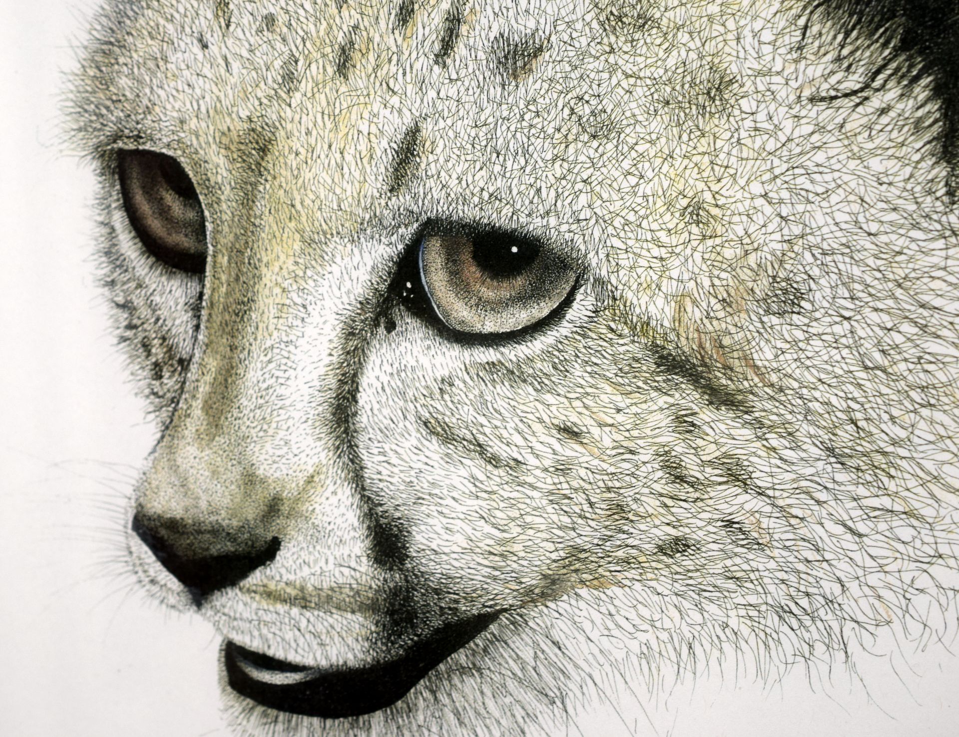 Limited Edition Print 1 of 4 of Cheetah Cub by Llanelli Artist Conway Richards. - Image 2 of 3