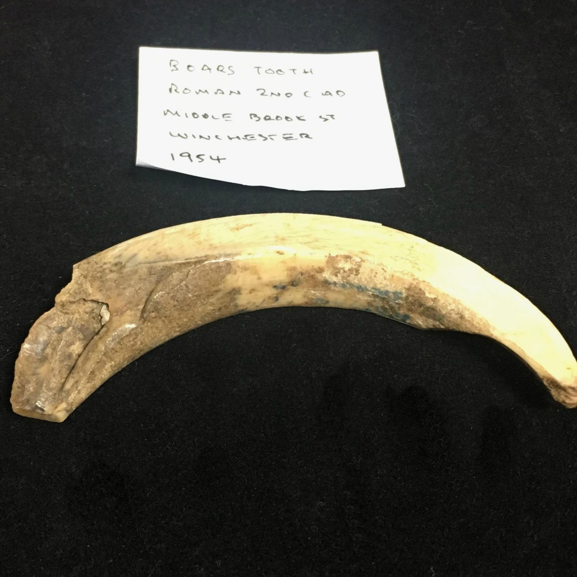 2ND or 3RD CENTURY ROMAN BOARS TUSK TOOTH. Uncovered at Roman Levels in Middle Brooke Street, - Image 2 of 2