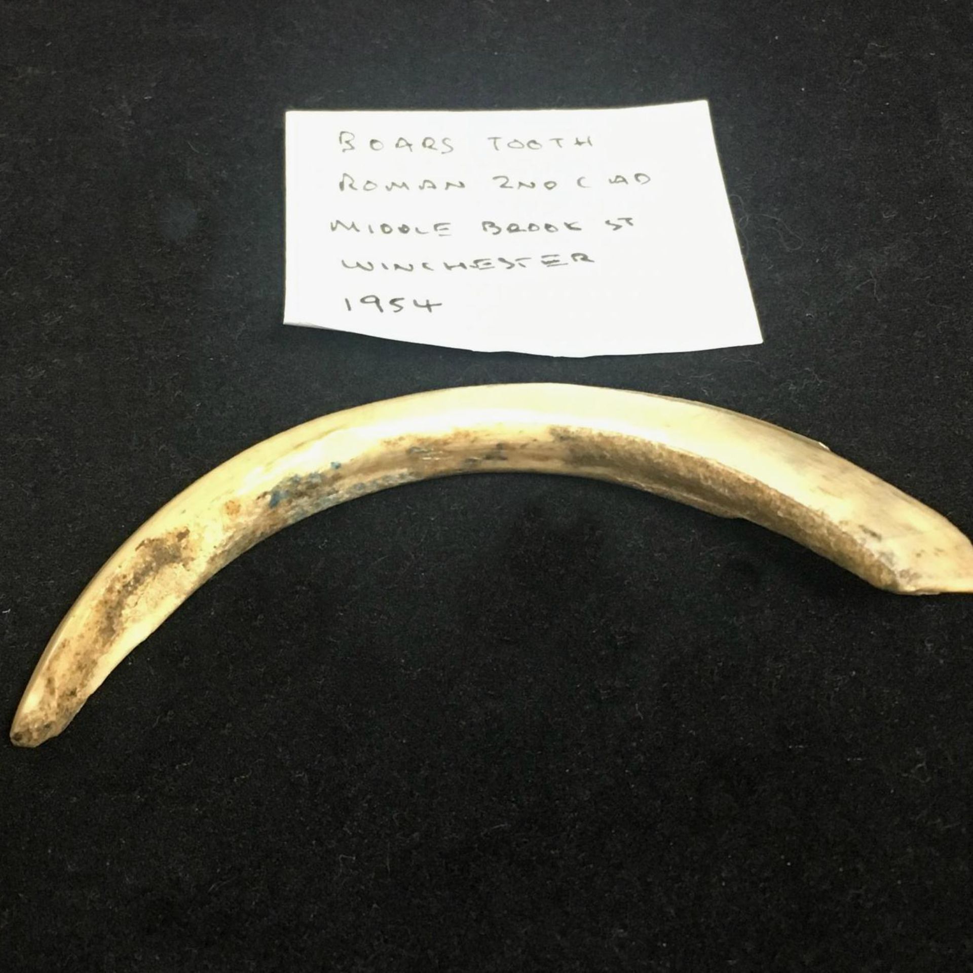 2ND or 3RD CENTURY ROMAN BOARS TUSK TOOTH. Uncovered at Roman Levels in Middle Brooke Street,