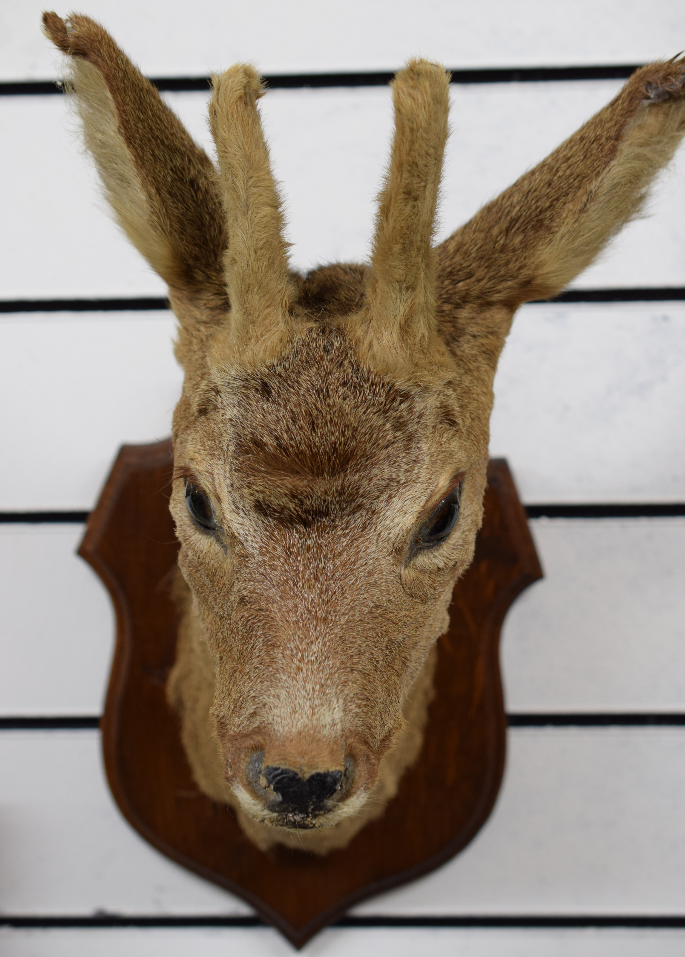 Stuffed Young African Deer's Head Mounted On Shield