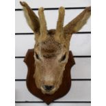 Stuffed Young African Deer's Head Mounted On Shield