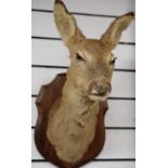 Stuffed Young African Deer's Head Mounted On Shield